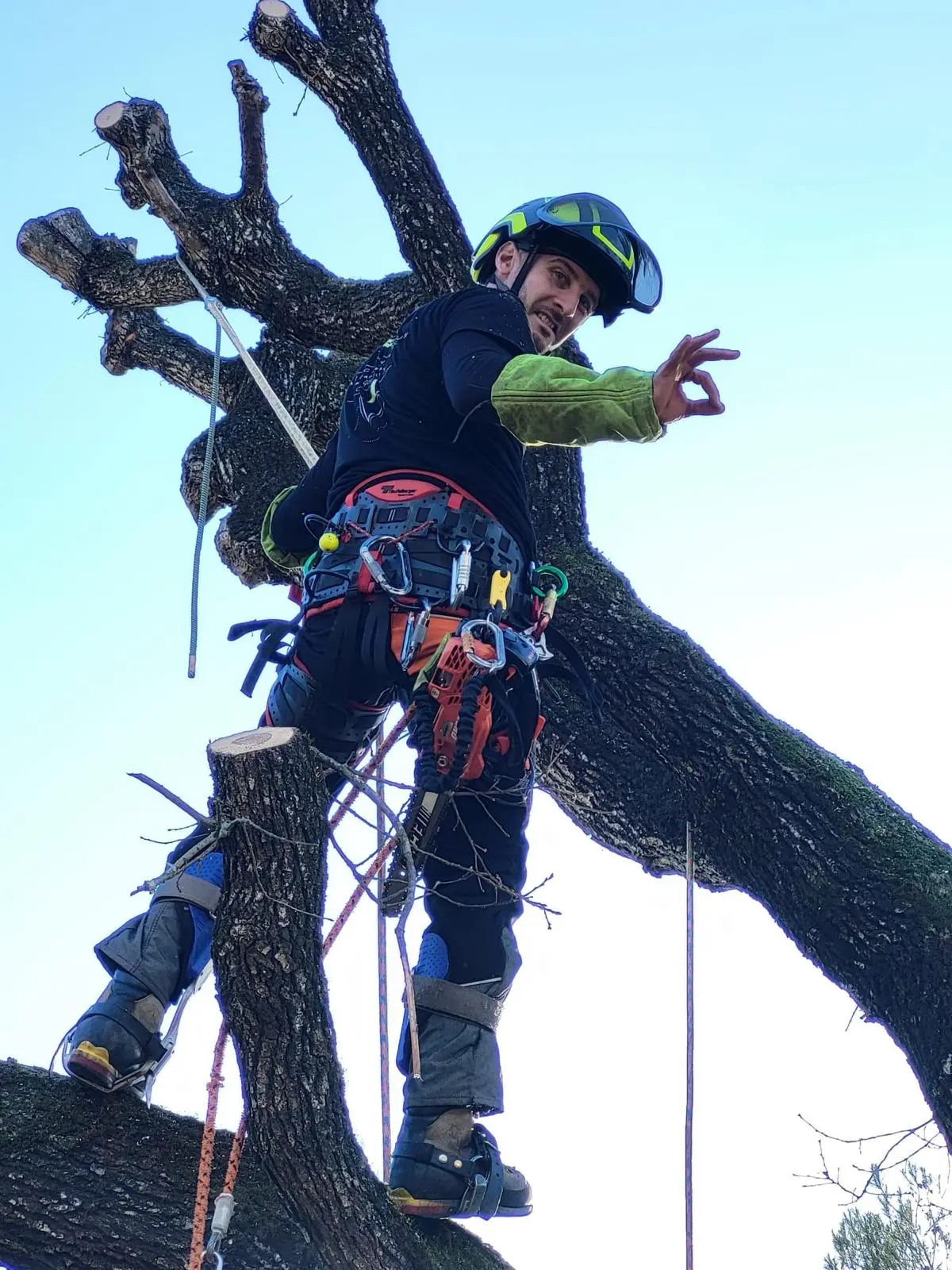 Élagage professionnel à Grasse